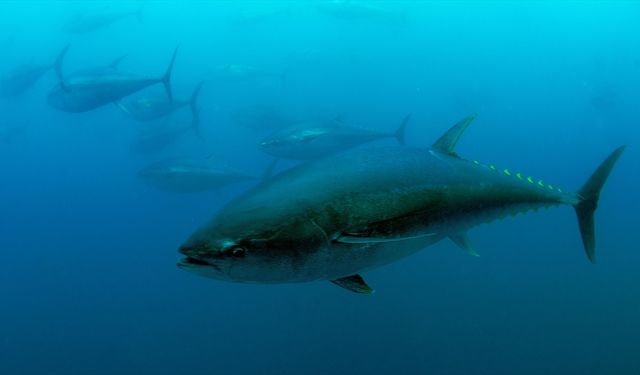 Türkiye'nin mavi yüzgeçli orkinos kotası 3 bin 95 tona yükseldi