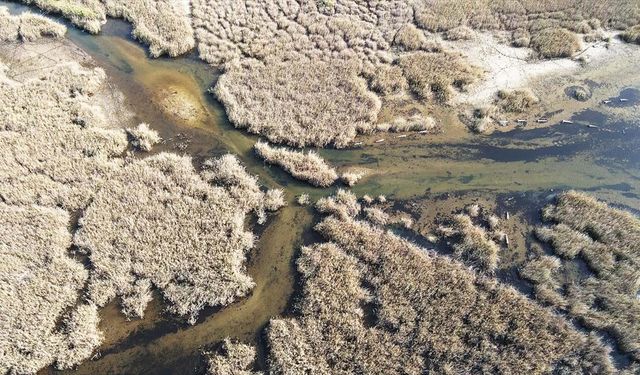 Yağışlarla nefes alan Bafa Gölü'nde doğal yaşam yeniden canlandı
