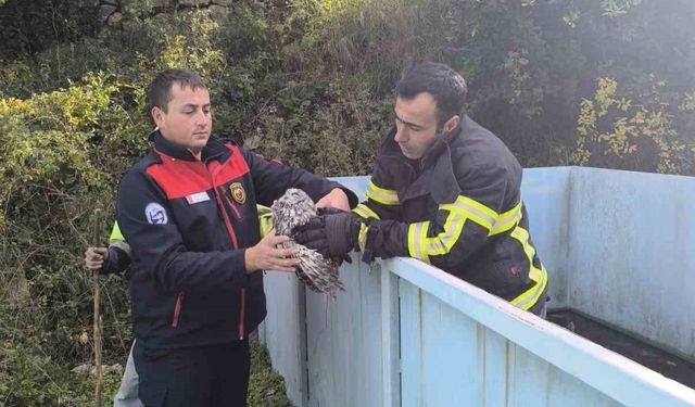 Yayladağı’nda baykuş kurtarma operasyonu