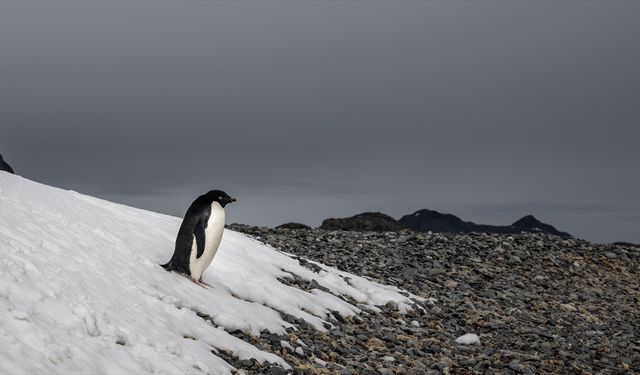 Antarktika'daki penguenlerin üreme dönemi iklim değişikliğiyle erkene kaydı