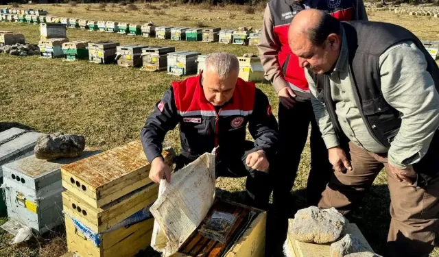 Hatay'da Arıcılık Ne Durumda? İl Tarım Müdürü'nden Yakın Takip
