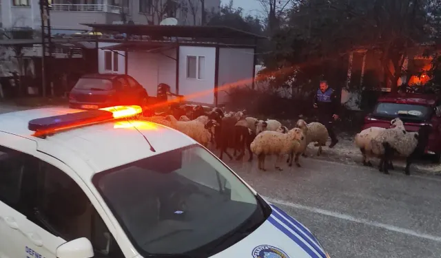 Defne Belediyesi Zabıta Ekiplerinden Örnek Davranış