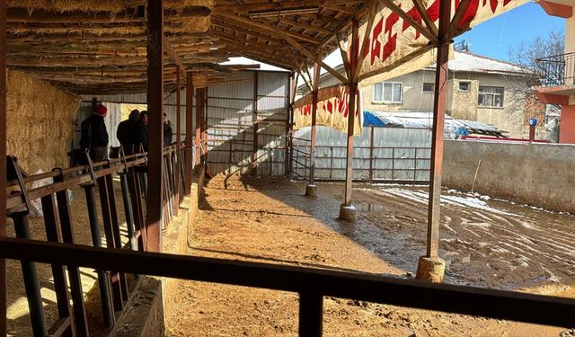 Burdur'da elektrik akımına kapılan 14 büyükbaş hayvan telef oldu