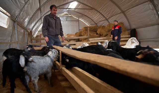 Depremde ahırı yıkılan küçükbaş yetiştiricisi devlet desteğiyle üretime döndü