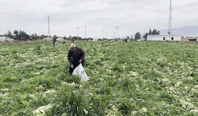Hatay’da Marul Para Etmedi: Çiftçi Tarlayı Vatandaşa Açtı