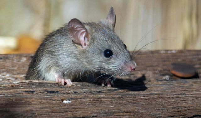 İspanya'da araştırmacılar farelerde pankreas kanserini tedavi etti