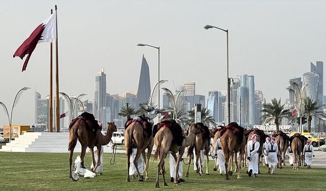 Katar'da, günlük 'deve geçidi' geleneği devam ediyor