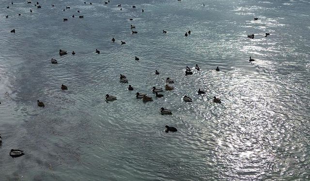Kızılırmak'taki yaban ördeği yoğunluğu dronla görüntülendi