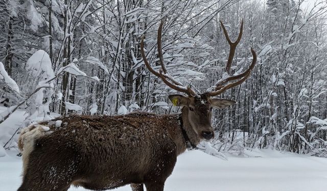 Kocaeli'de karla kaplanan yaylada gezen kızıl geyik görüntülendi