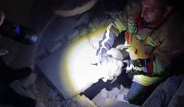 Kuyuya düşen yavru köpeği itfaiye kurtardı