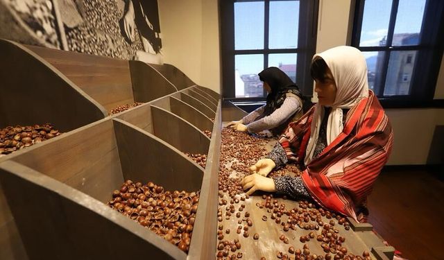 Ordu'da Kahraman Sağra Fındık Müzesi 14 bin 550 ziyaretçiyi ağırladı