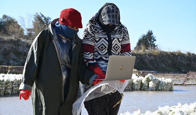 Osmaniye'de turp işçileri, AA'nın 'Yılın Kareleri' oylamasına katıldı
