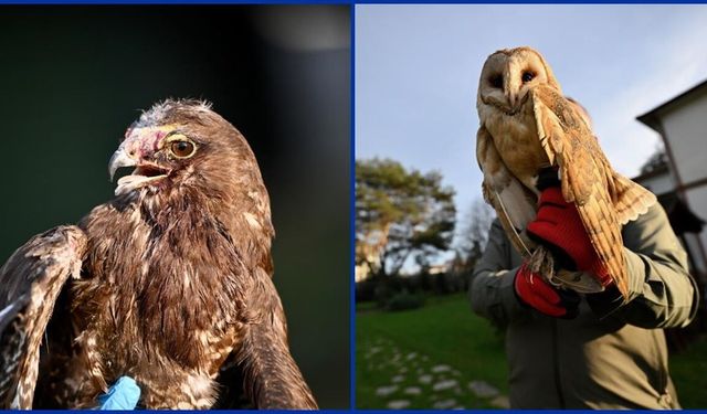 Yaralı kızıl şahin ve soğukta bitkin düşen peçeli baykuş Doğa Koruma'ya emanet