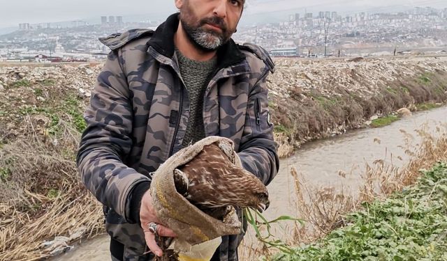 Yaralı şahin kurtarıldı