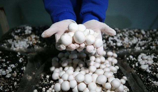 Adana'da liselilerin yetiştirdiği mantarlar okulun pansiyonunda tüketiliyor