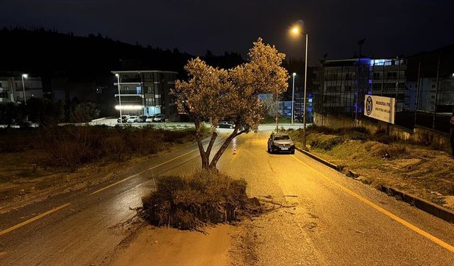 Aydın'da sel suları zeytin ağacını kökünden söktü