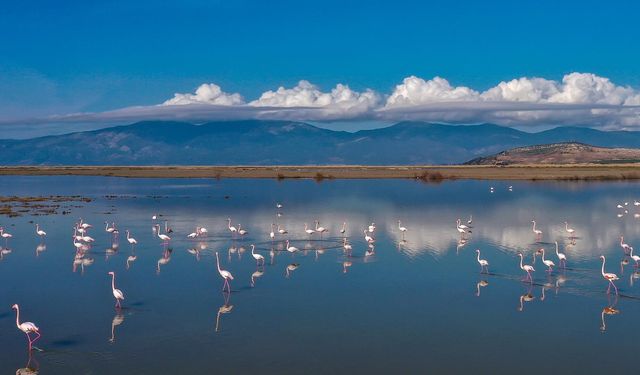 Büyük Menderes Deltası, sulak alanlarıyla yaban hayatına can veriyor