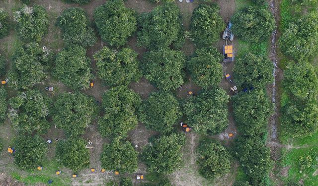 Finike'nin turuncu bahçelerinde portakal hasadı sürüyor