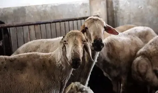 Hatay'da Kırsal Kalkınmaya Destek: 150 Bin Küçükbaş Dağıtılacak
