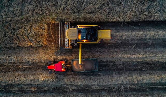 Son yağışlar buğdayda rekor üretim beklentisini büyüttü