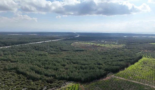 '81 İlde 81 Orman' projesi ilkbahar dikimleriyle devam ediyor