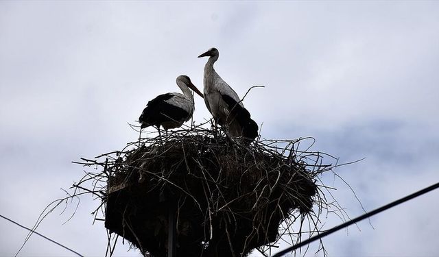 'Baharın habercisi' leylekler Sinop'taki Cuma Ovası'na gelmeye başladı