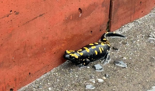 Hatay'da nesli tehlike altındaki sarı benekli semender görüldü