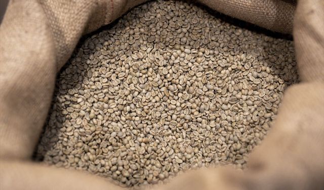 İşletmelerden toplanan kahve posaları çevre dostu ürüne dönüşüyor