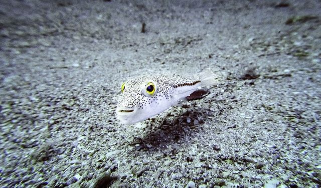 İstilacı türlerle mücadelede yeni düzenlemeler devreye alınıyor