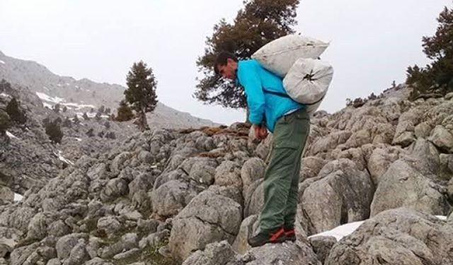 Kayalıklarda yetişiyor, sofralara lezzet katıyor: Çiriş otu