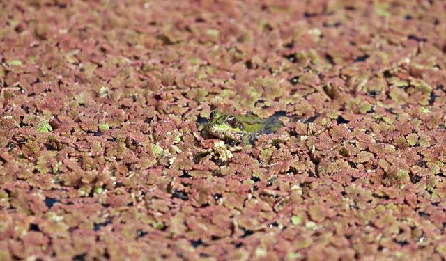 Kızılırmak Deltası Kuş Cenneti baharın gelişiyle hareketlenmeye başladı