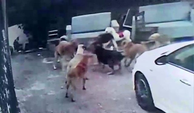 Köpek sürüsü kediyi parçaladı, korkudan çocuğunu okuldan aldı