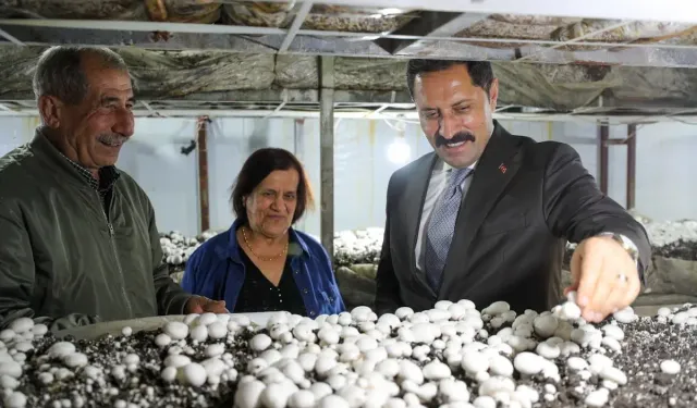 Vali Masatlı Defne'de Mantar Hasadına Katıldı