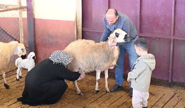 Muhasebeciliği bırakan kadın girişimci, devlet desteğiyle sürü sahibi oldu