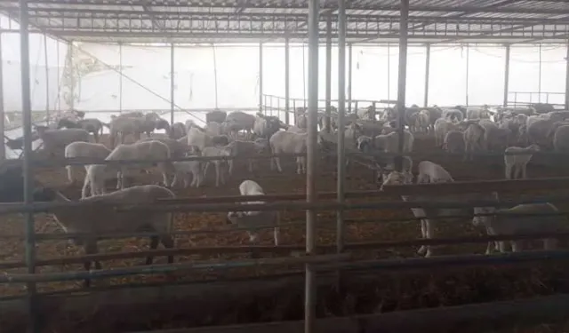 Samandağ'da Aç Kalan Çakallar Ağıllara Saldırdı: Koyunlar Telef Oldu!