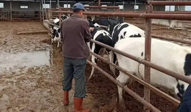Hatay Genelinde Şap Aşılama Çalışmaları Başlatıldı
