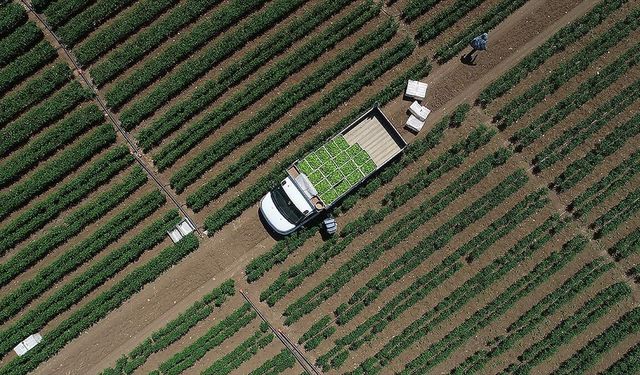 Tarımsal girdi fiyat endeksi ocakta yıllık bazda yüzde 30,59, aylık yüzde 3,86 arttı