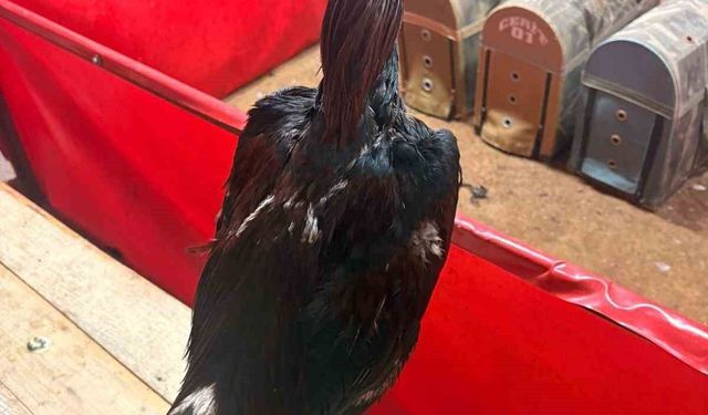 Alanya'da horoz dövüşüne jandarma baskını: 11 kişiye 143 bin TL ceza