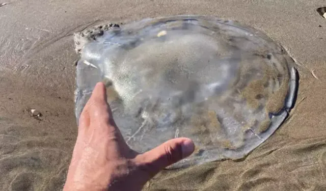 Arsuz Sahilini Deniz Anaları Bastı: Sakın Ellemeyin Uyarısı Geldi!