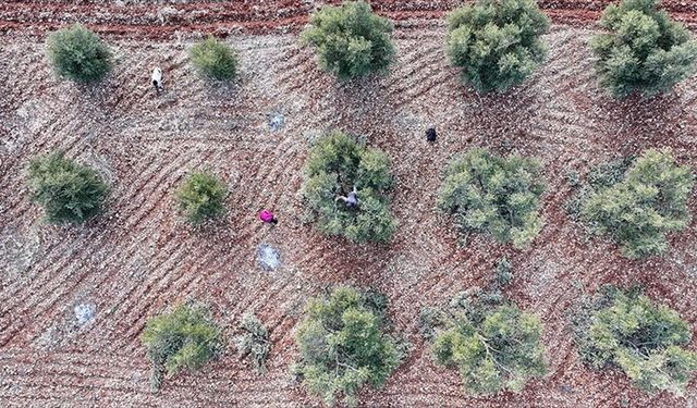 Güneydoğu'daki 9 ilin üretim çeşitliliğini artıracak yatırımlar teşviklerle ivme kazanacak
