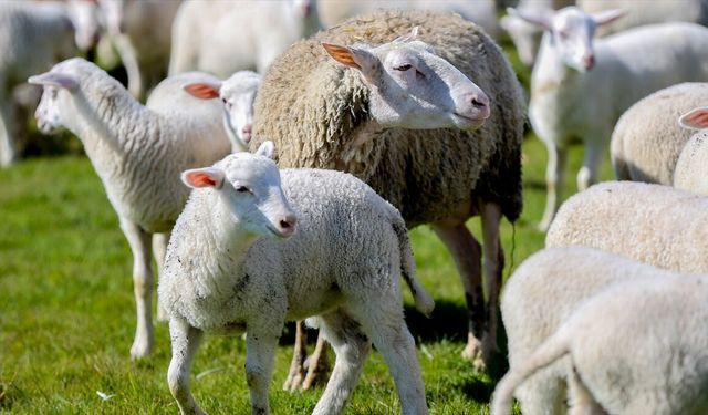 'Kırsalda Bereket Küçükbaşa Destek' projesine başvurular başladı