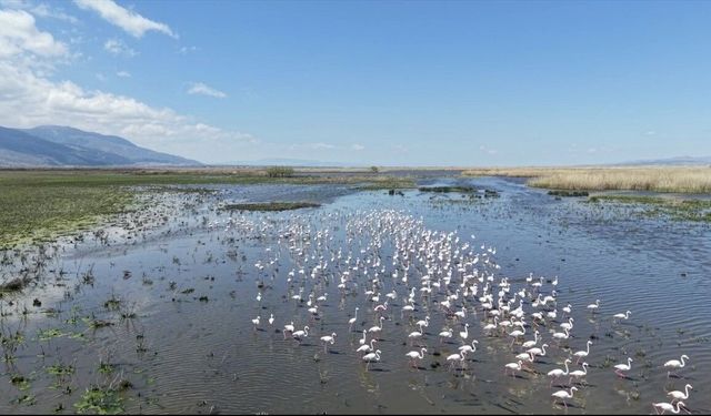 Kuraklık riski altındaki Eber Gölü'nün su seviyesi üç kat arttı