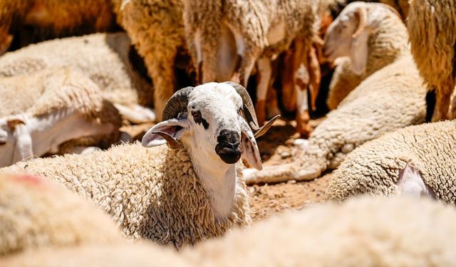 Kurban Hizmetlerinin Uygulanmasına Dair Tebliğ Resmi Gazete'de yayımlandı