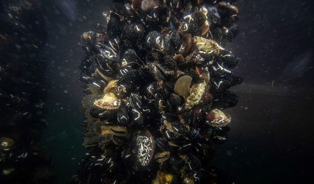 Marmara Denizi'ndeki midye çiftliklerinde pinalar için umut veren keşif