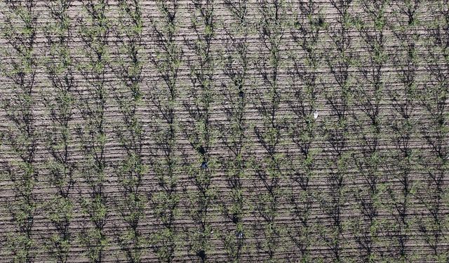 Meteorolojiden Marmara Bölgesi için zirai don uyarısı