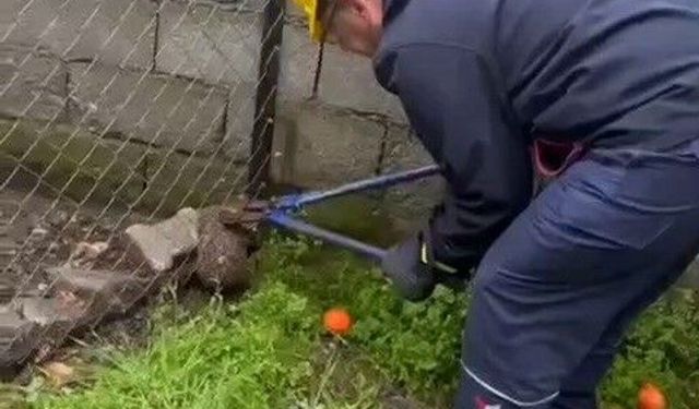 Tel örgüye sıkışıp, mahsur kalan kirpi kurtarıldı