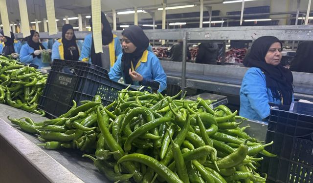 Türkiye'nin biber ihracatının yüzde 74'ü Batı Akdeniz'den