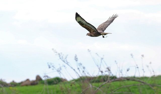 Uzmanlardan 'Çiftçi dostu yırtıcı kuşlara zarar vermeyin' uyarısı