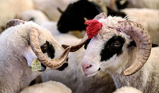 10 soruda kurban ibadetiyle ilgili doğru bilinen yanlışlar