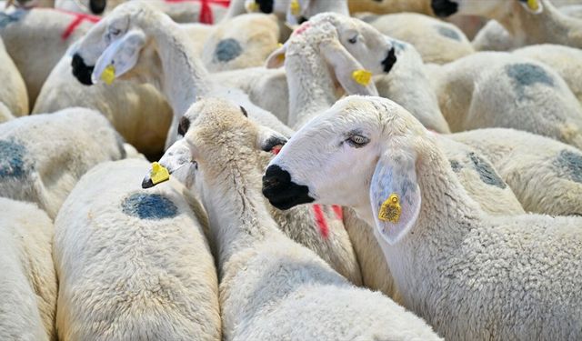 5 soruda kurbanlık hayvan seçiminde dikkat edilmesi gerekenler